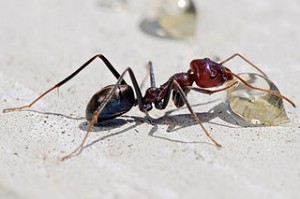 320px-Meat_eater_ant_feeding_on_honey