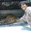 Leopards in Mumbai City