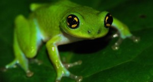 Bush Frog by K.S.Seshadri