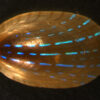 Blue-rayed Limpets shine for a reason