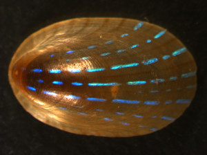 Blue-rayed Limpet