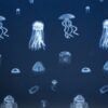 Jellies tell the story of the oceans’ woes