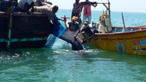 Successful Whale Shark Release (WTI-TCL)