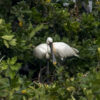 The Best Little Bird Sanctuary in India